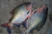 Peixe Tambáqui (preço kg)
