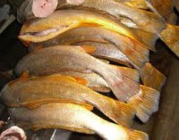 Peixe Pescada Amarela (preço kg)